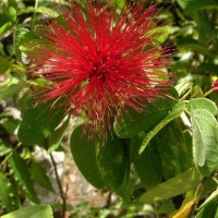 Calliandra tergemina var. emarginata (Humb. & Bonpl. ex Willd.) Barneby